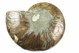 Cut & Polished Ammonite Fossil (Half) - Madagascar #364941-1